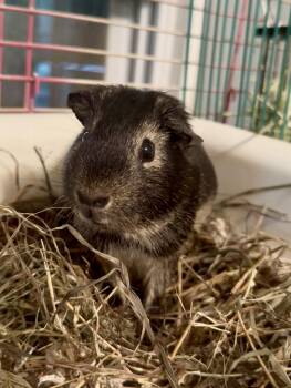 Rescue Guinea Pig Guinea Pigs for Adoption in Beaverdam Lake-salisbury Mills, New York - River | PetCurious